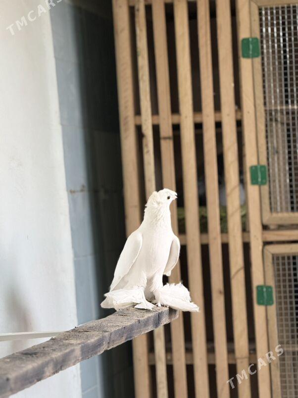 кепдер - Türkmenabat - img 3