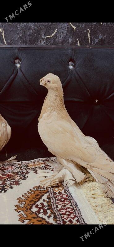 кепдер - Türkmenabat - img 7