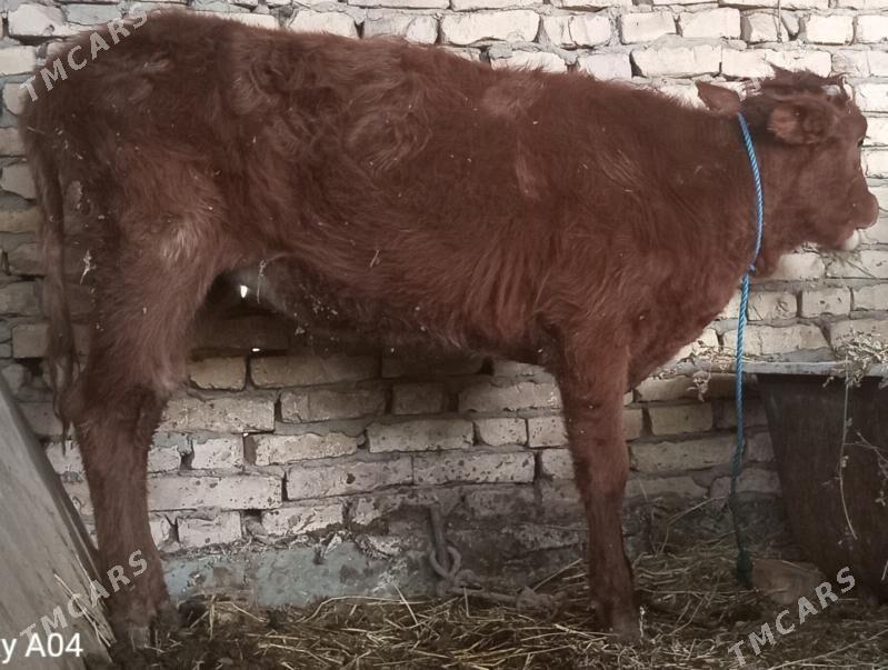 gunajyn - Чарджоу - img 3