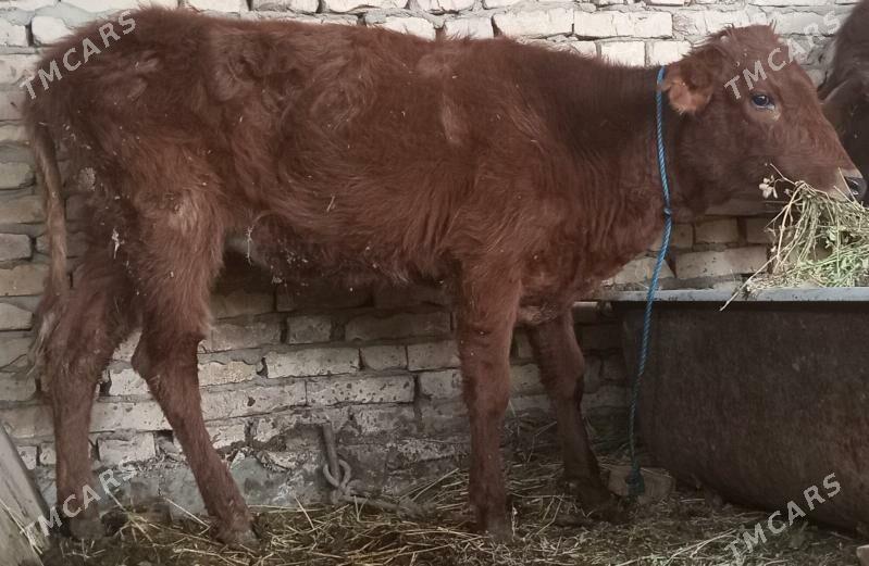 gunajyn - Чарджоу - img 2