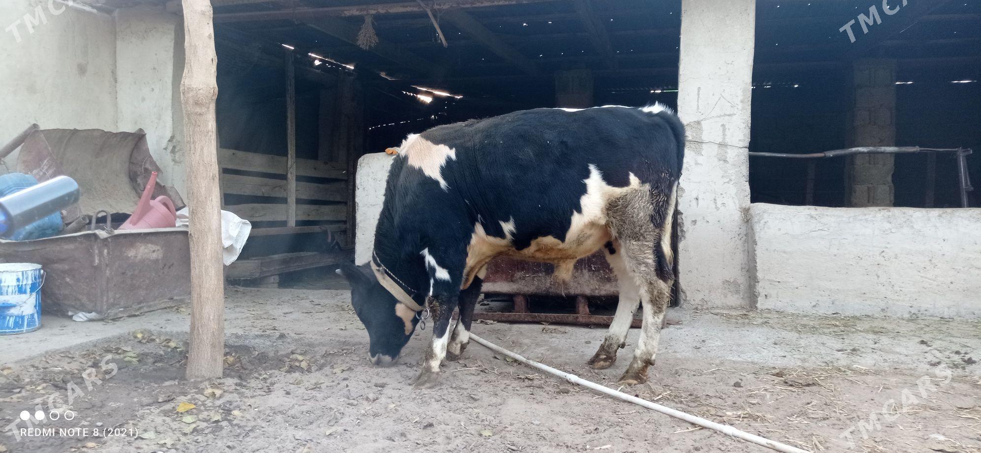 okuz - Ашхабад - img 4