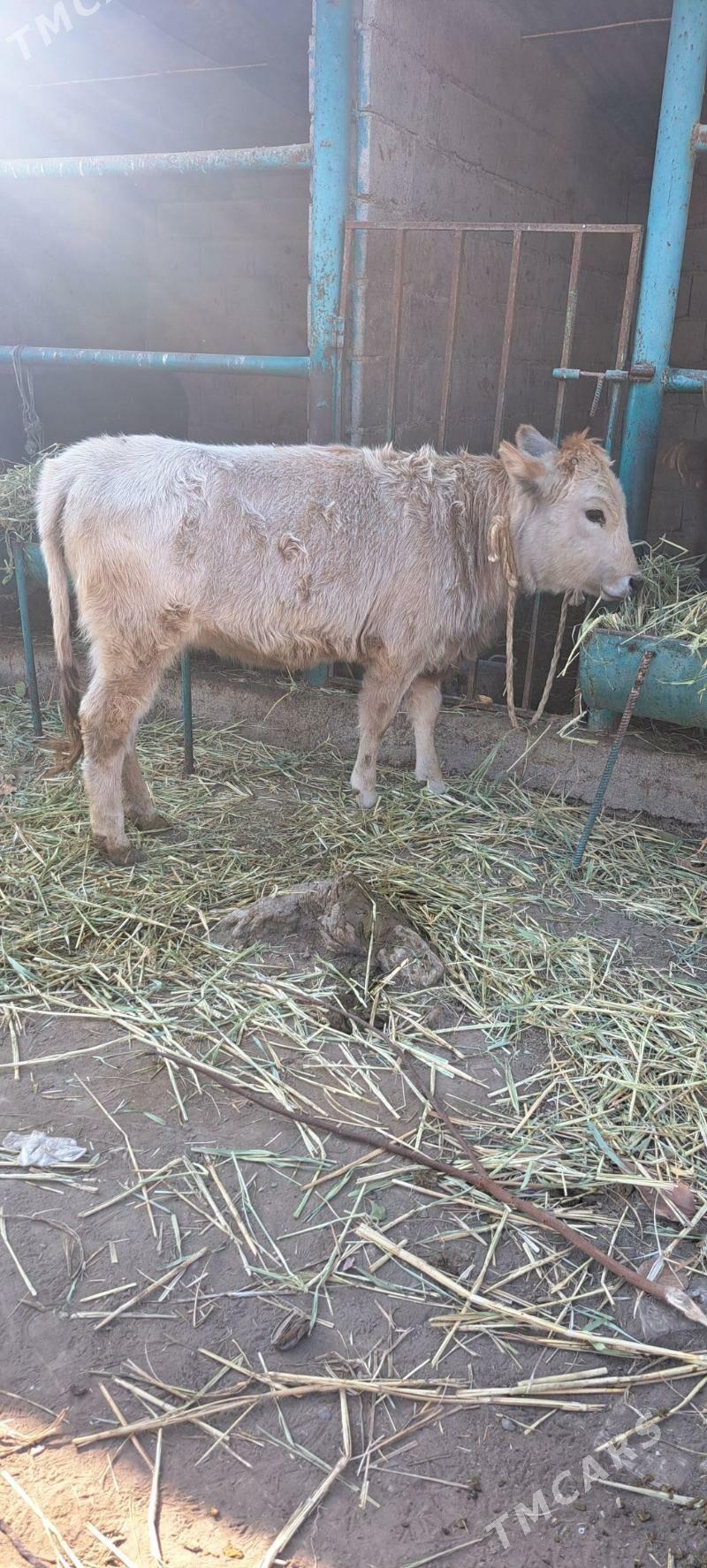 tohum tuwe - Bagyr - img 2