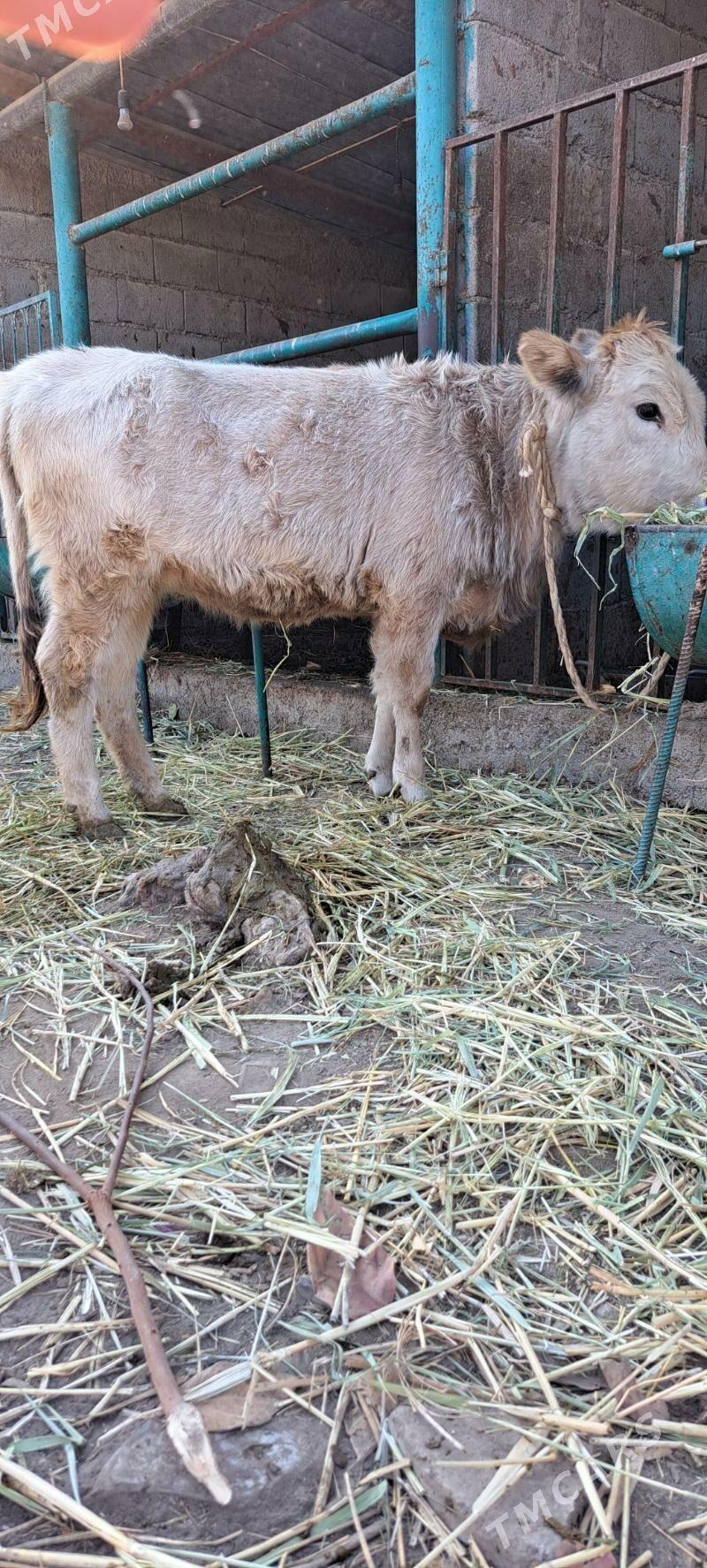 tohum tuwe - Bagyr - img 3