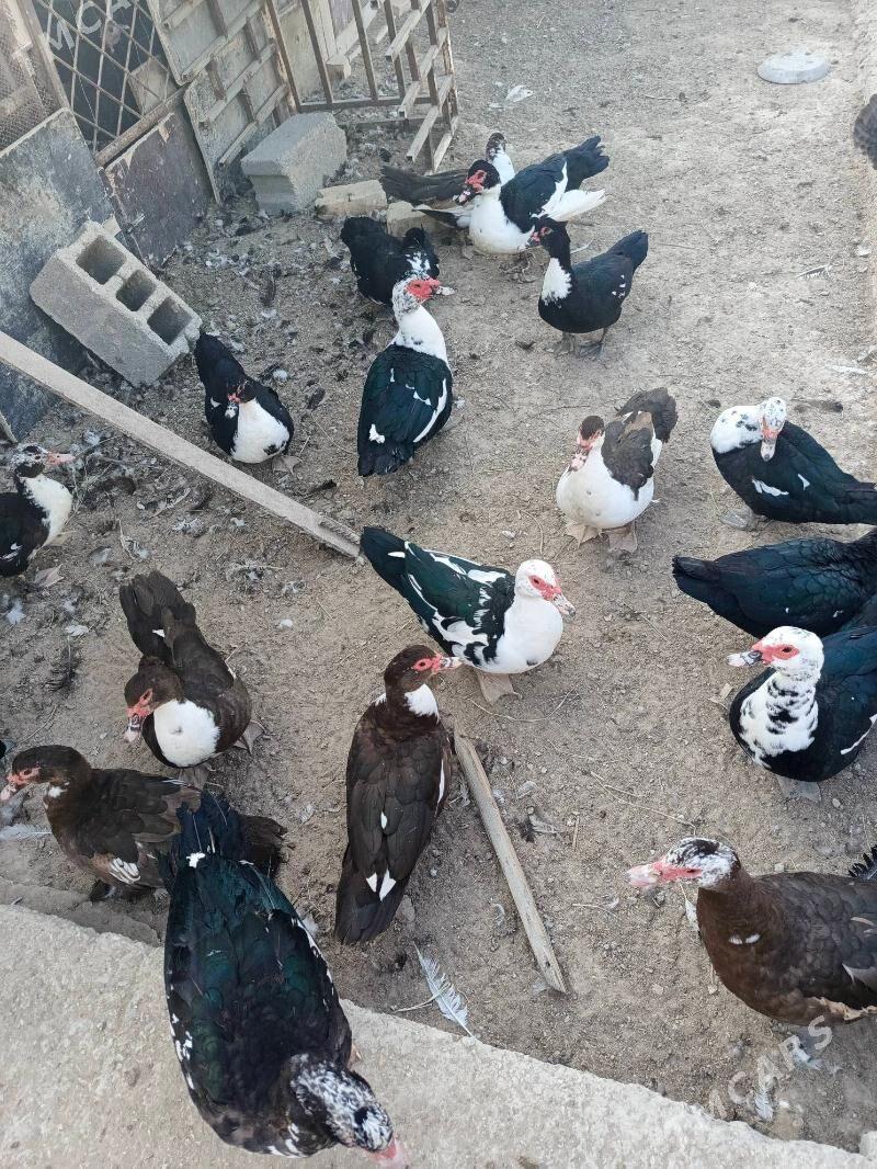 Indiuatka ordekler - Балканабат - img 3