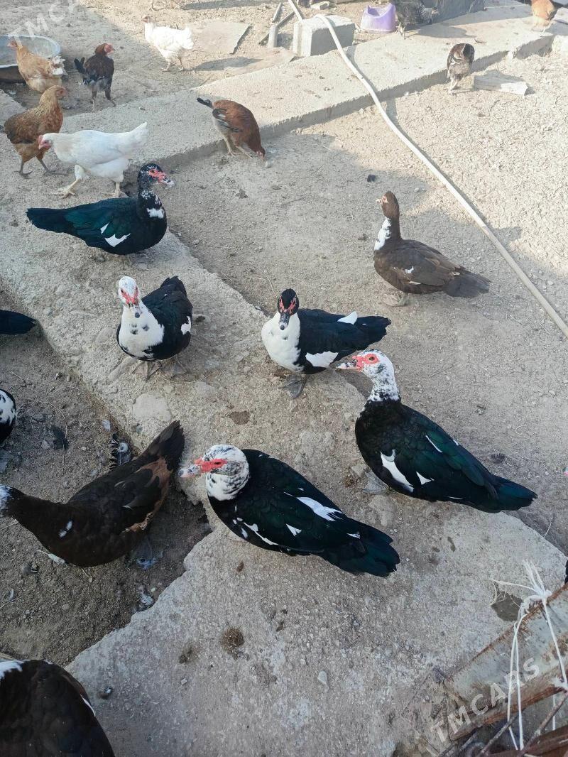 Indiuatka ordekler - Балканабат - img 4