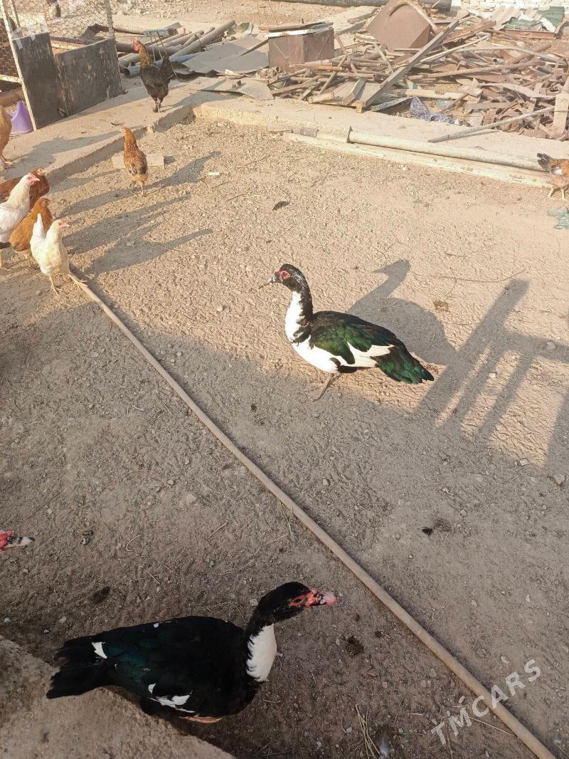 Indiuatka ordekler - Балканабат - img 6