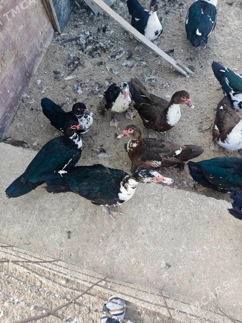 Indiuatka ordekler - Балканабат - img 2