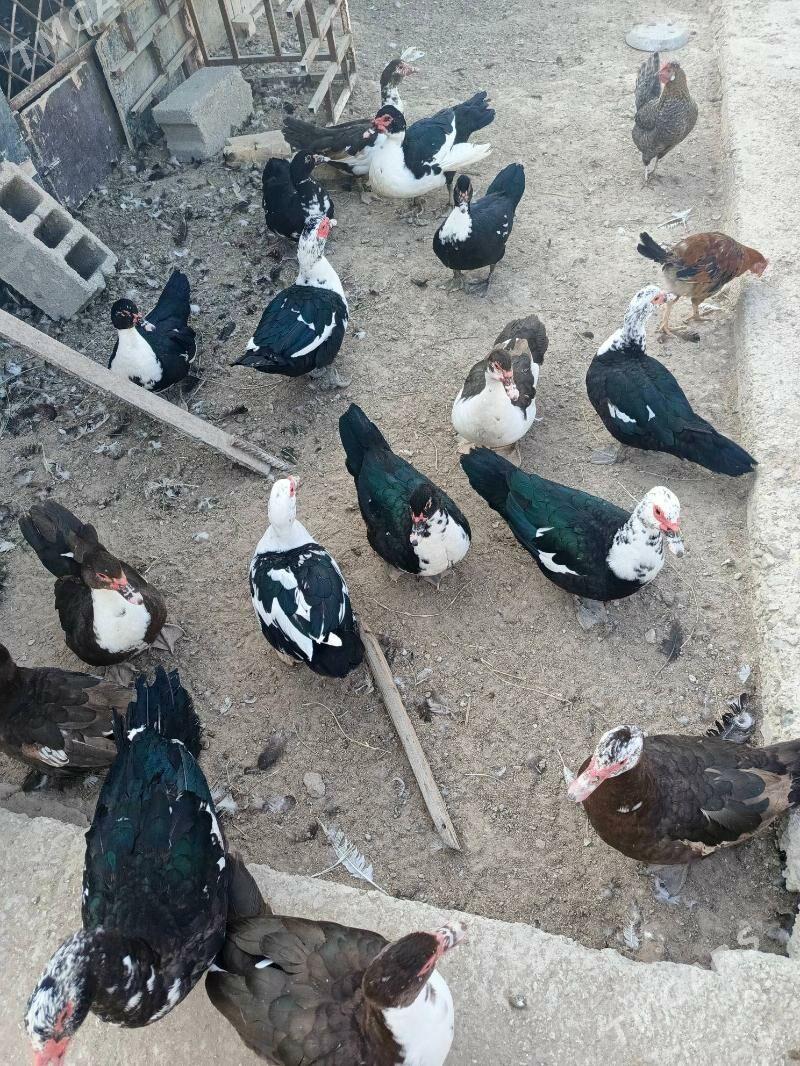 Indiuatka ordekler - Балканабат - img 5