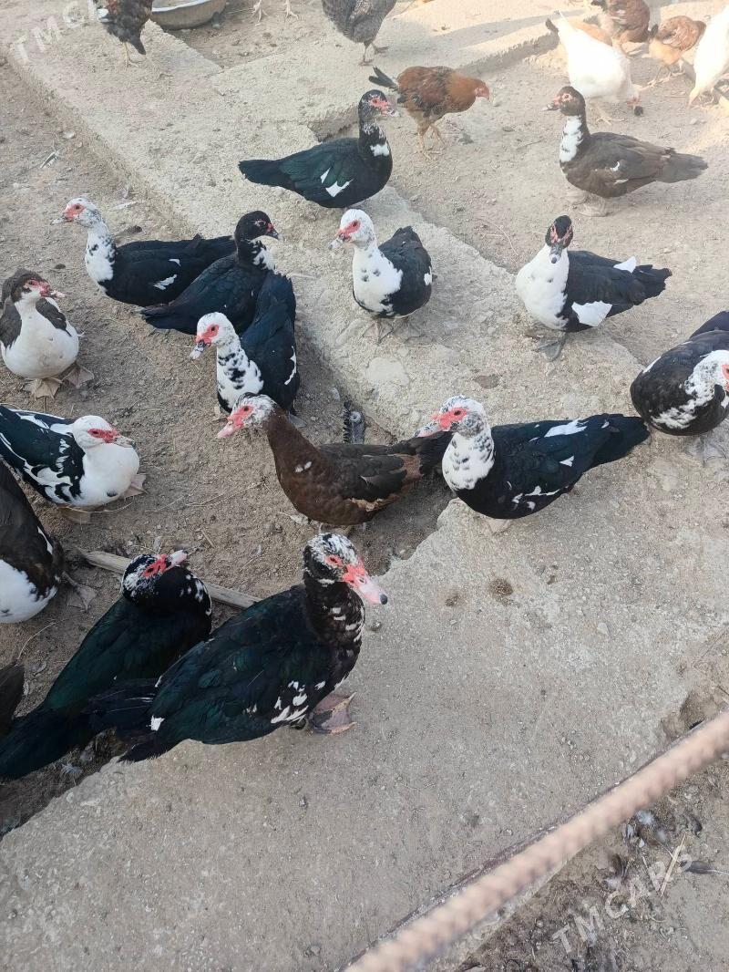 Indiuatka ordekler - Балканабат - img 1