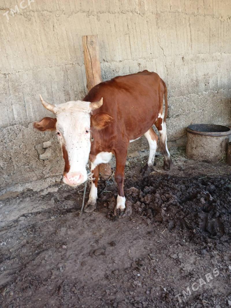 Tüwe - Бузмеин - img 2