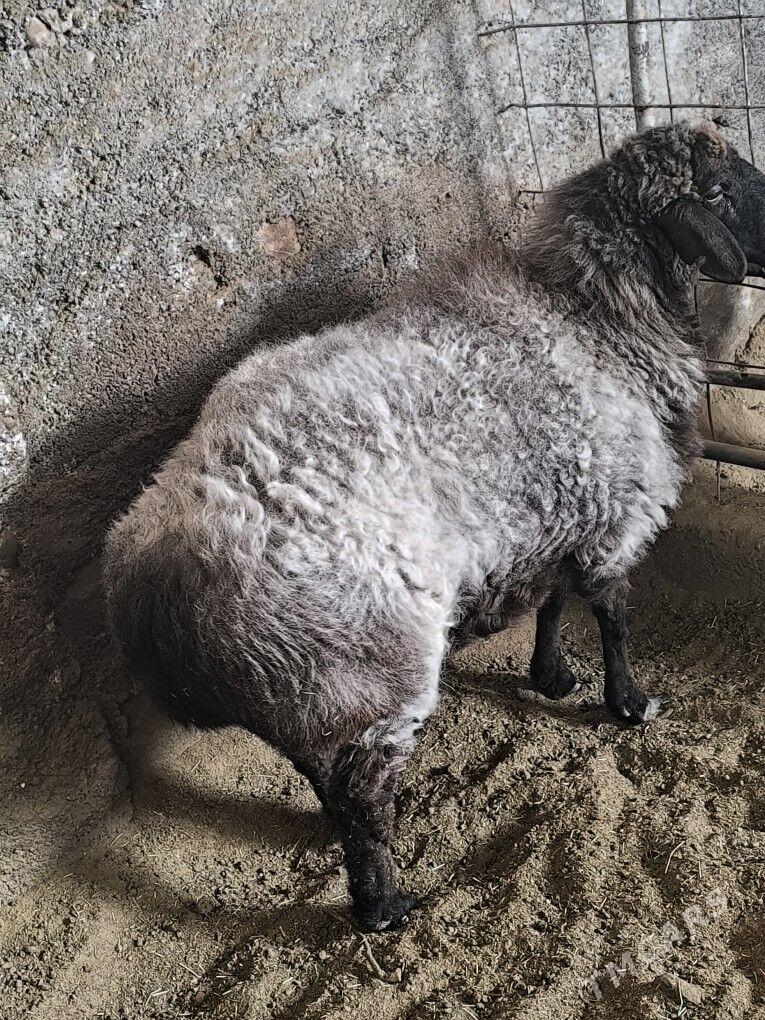 mallar - Бузмеин - img 2