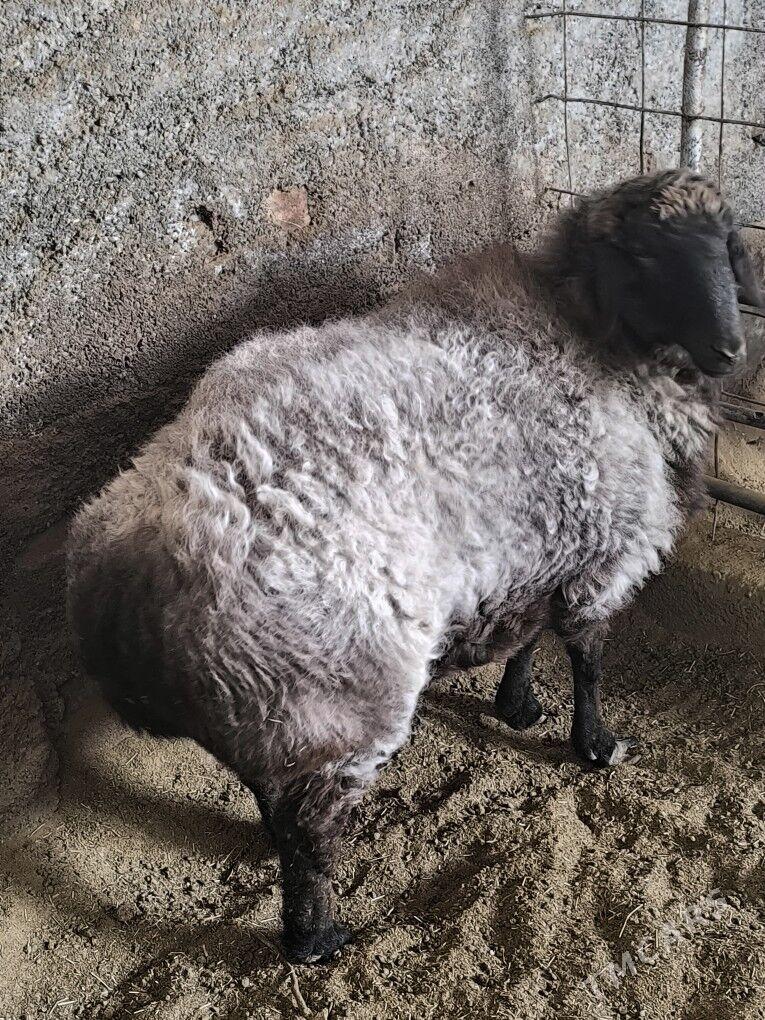 mallar - Бузмеин - img 1