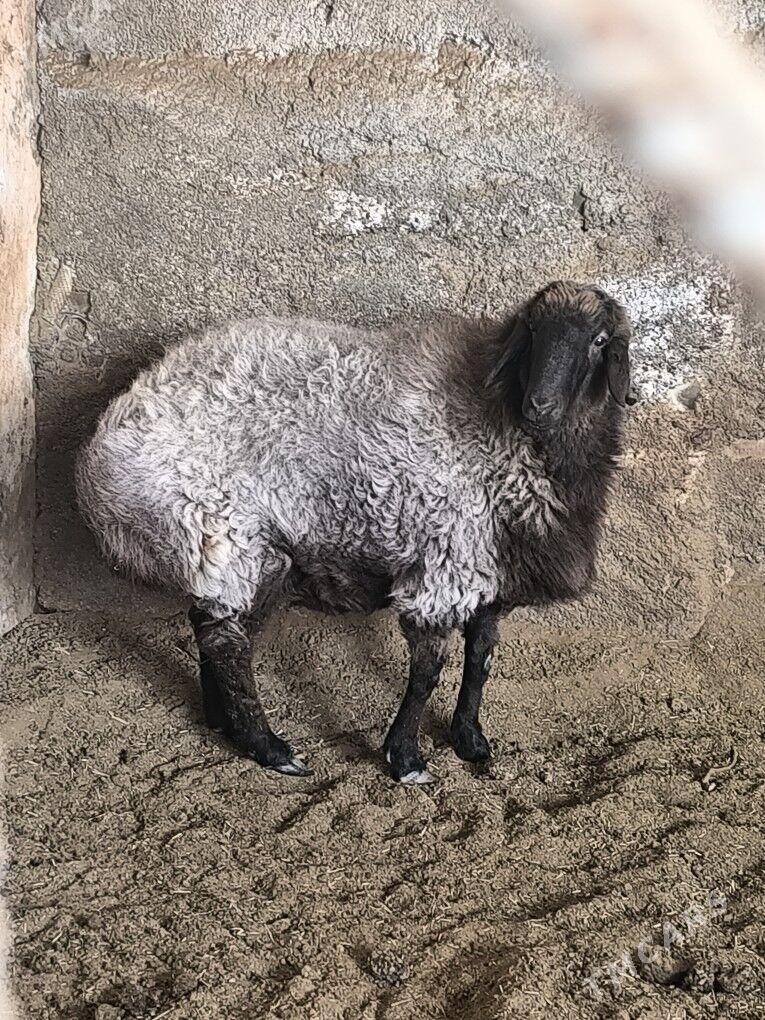 mallar - Бузмеин - img 3