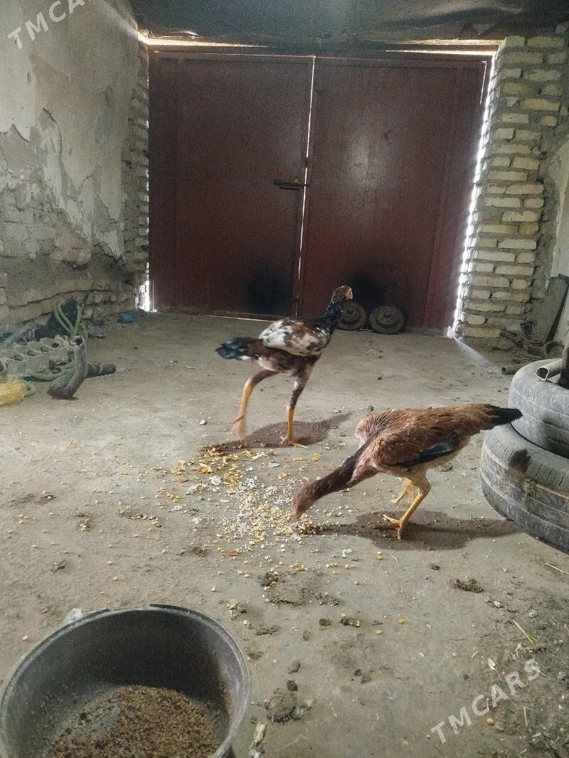 juyje - Дашогуз - img 2