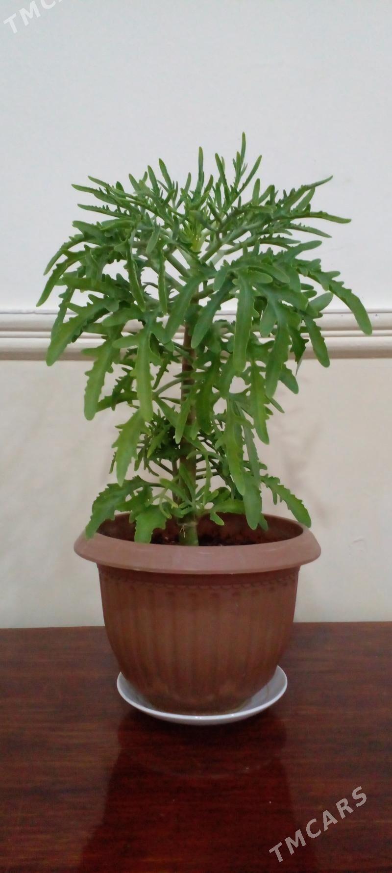 Otag gulleri - Анев - img 3