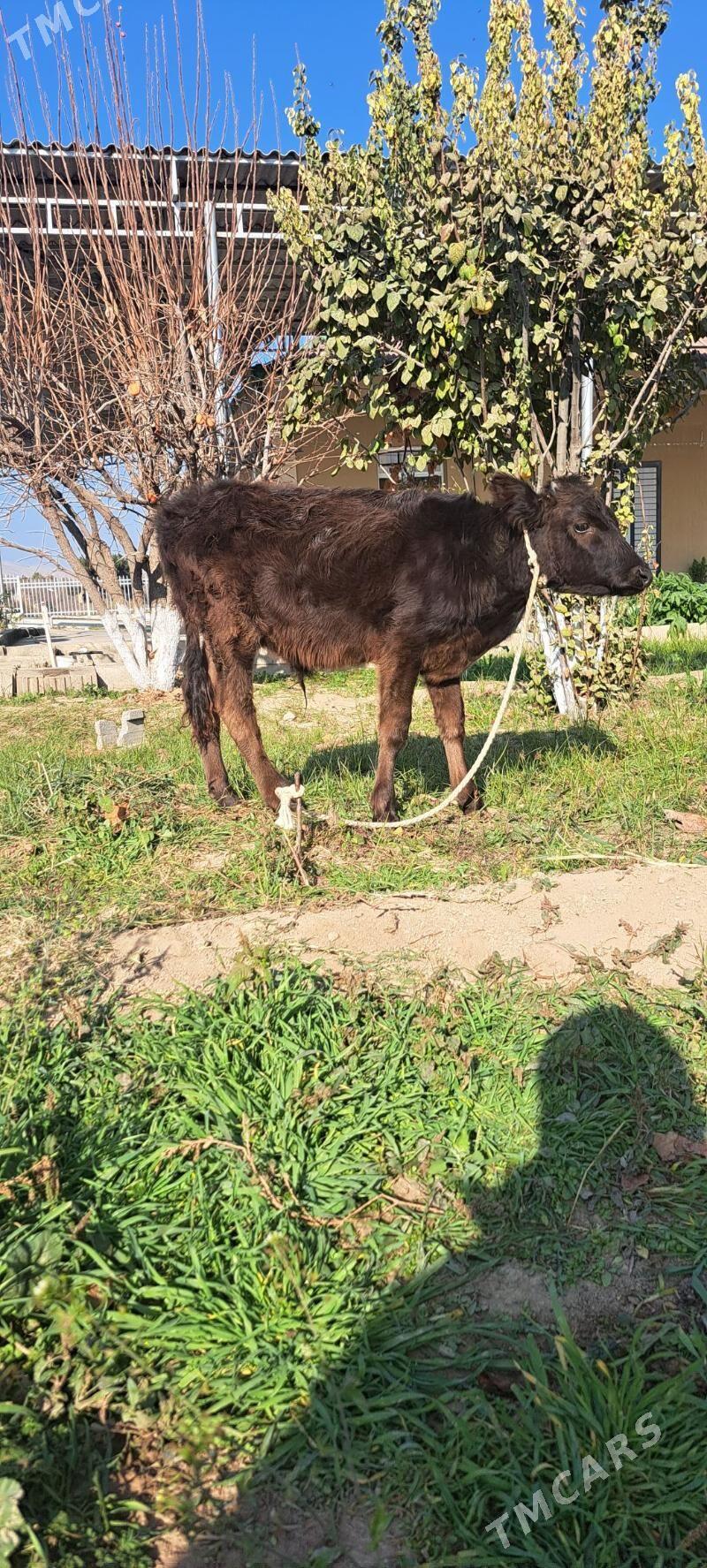 okuzce - Багир - img 2