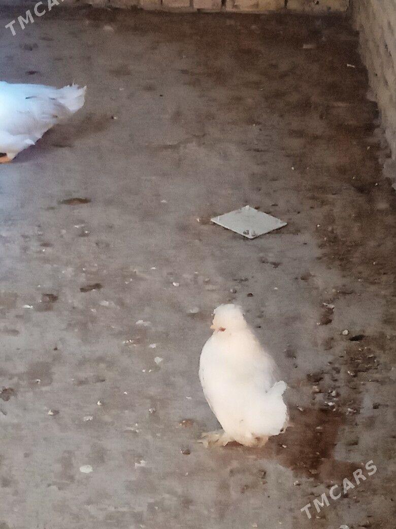 karlik yaponcikler - Türkmenabat - img 3