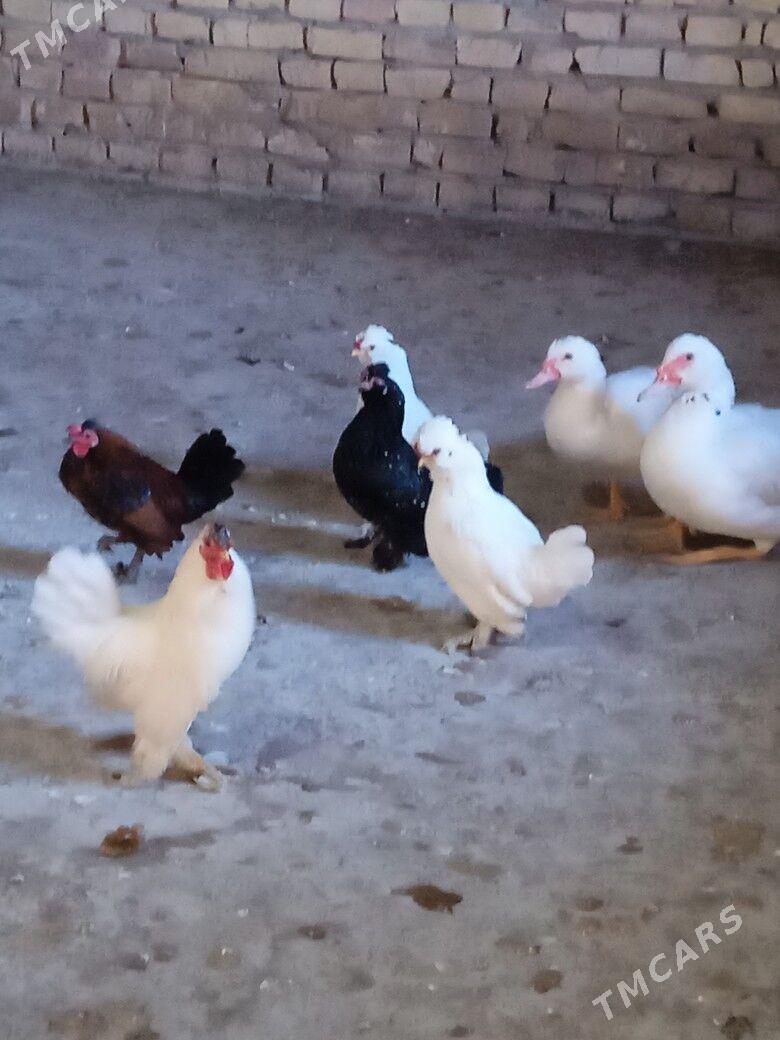 karlik yaponcikler - Türkmenabat - img 4