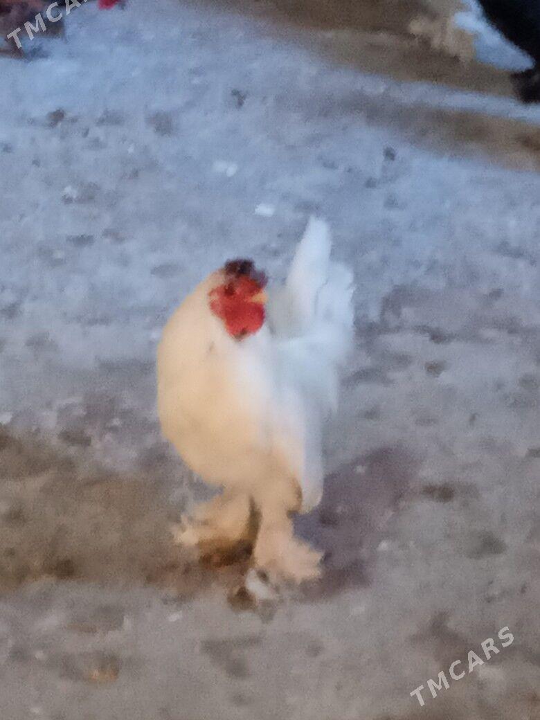 karlik yaponcikler - Türkmenabat - img 2