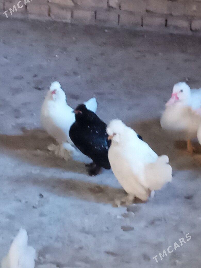 karlik yaponcikler - Türkmenabat - img 1