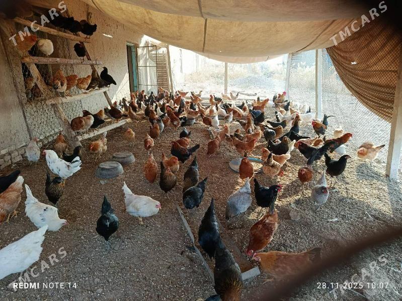 TOWUKTOWUK - Ёлётен - img 3