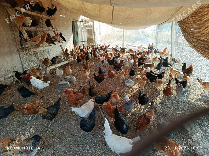 TOWUKTOWUK - Ёлётен - img 2