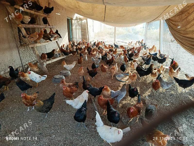 TOWUKTOWUK - Ёлётен - img 6