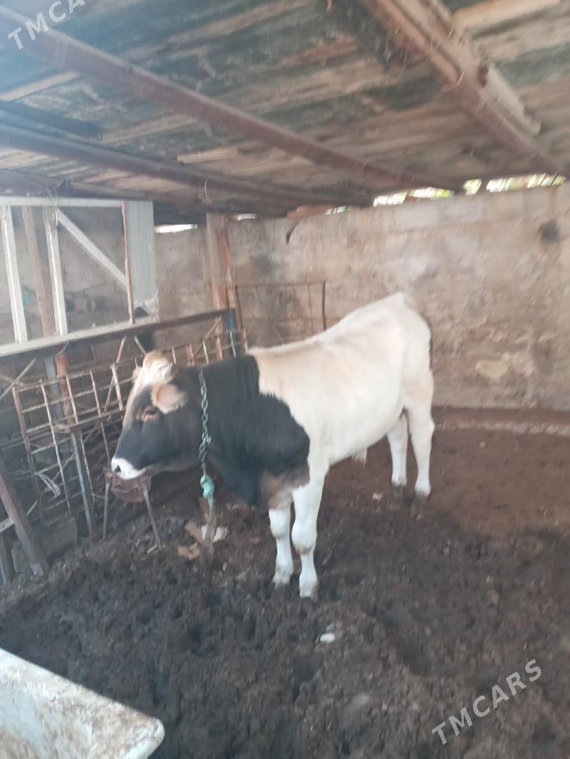 sygyr - Balkanabat - img 2