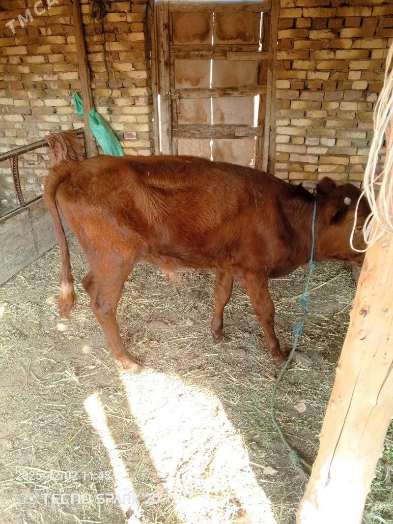 okuzce - Фарап - img 3