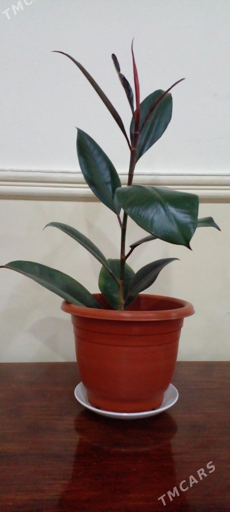 Otag gulleri - Анев - img 4