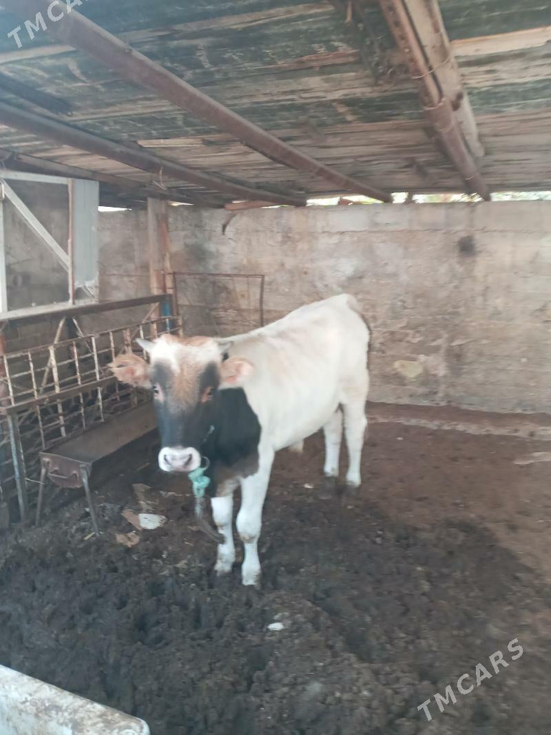 sygyr - Balkanabat - img 3