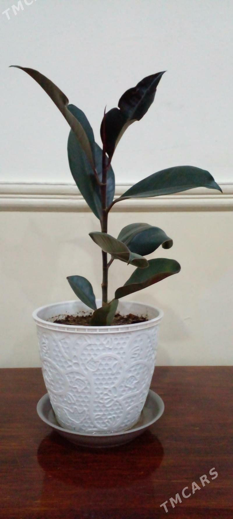 Otag gulleri - Анев - img 2