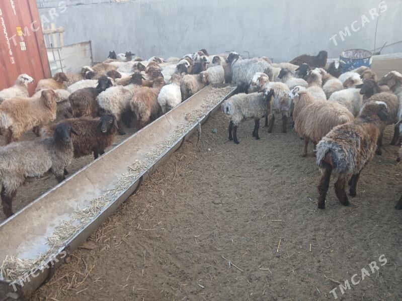 токлылар чевиш - Balkanabat - img 4