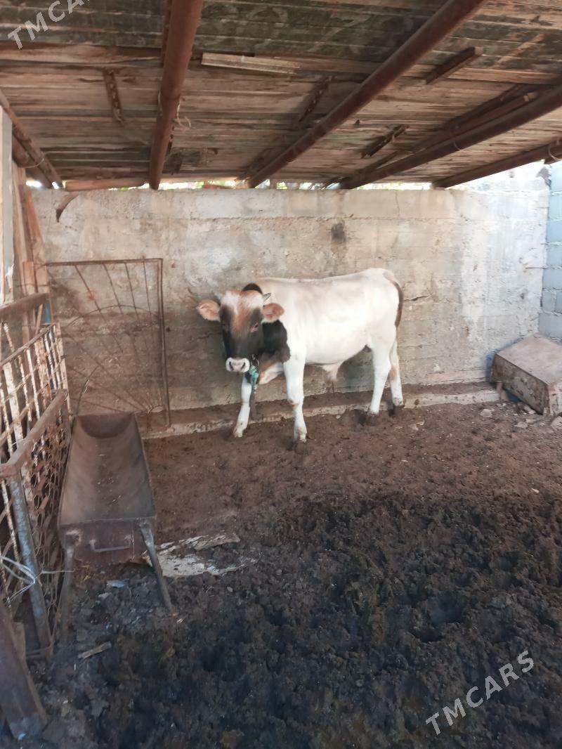 sygyr - Balkanabat - img 4