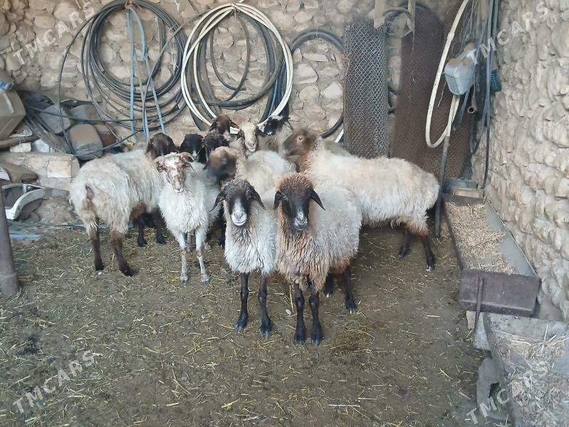 токлылар чевиш - Balkanabat - img 3