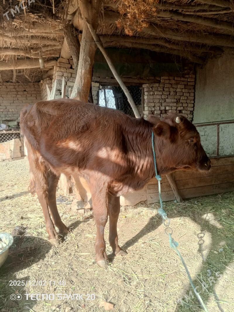 okuzce - Фарап - img 2