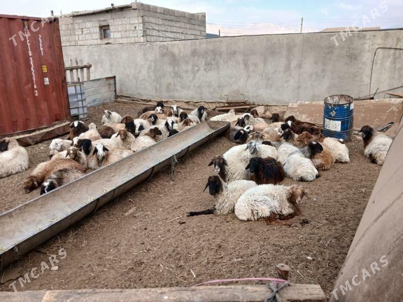 токлылар чевиш - Balkanabat - img 2