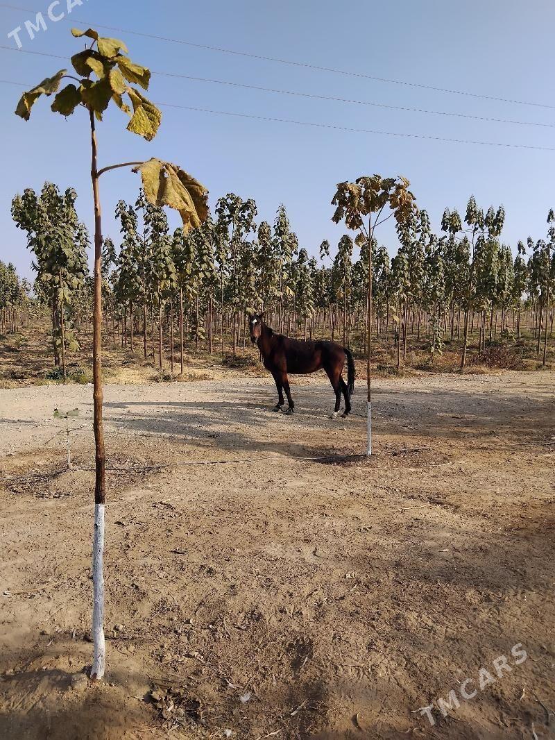 At baytal - Bäherden - img 3