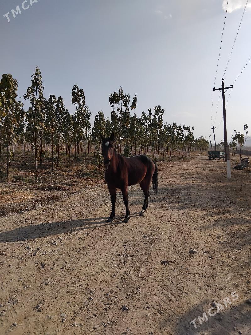 At baytal - Bäherden - img 2