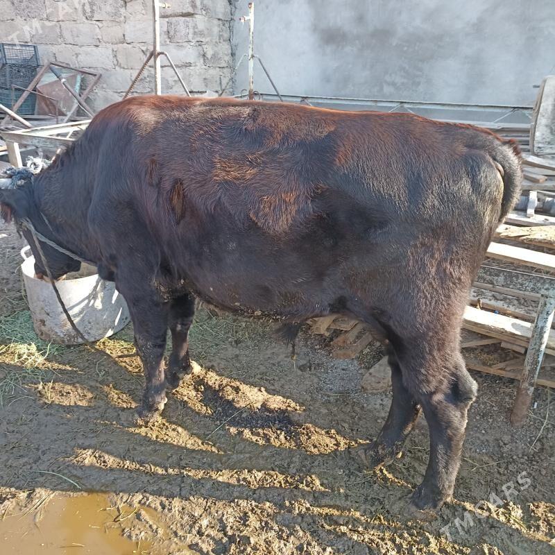 okuz - Ак-Бугдайский этрап - img 2