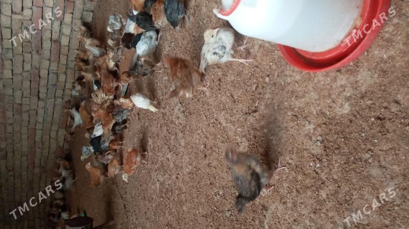 towuk jüje - Kaka - img 2