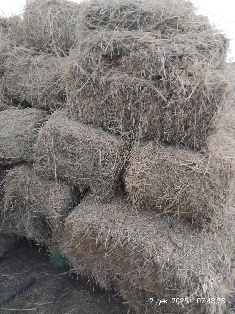 Arassa Yorunja kip1 - Murgap - img 2