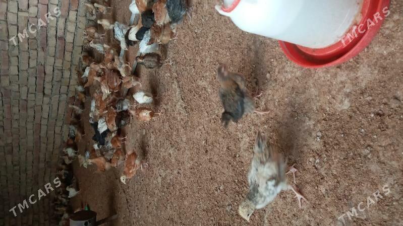 towuk jüje - Kaka - img 1