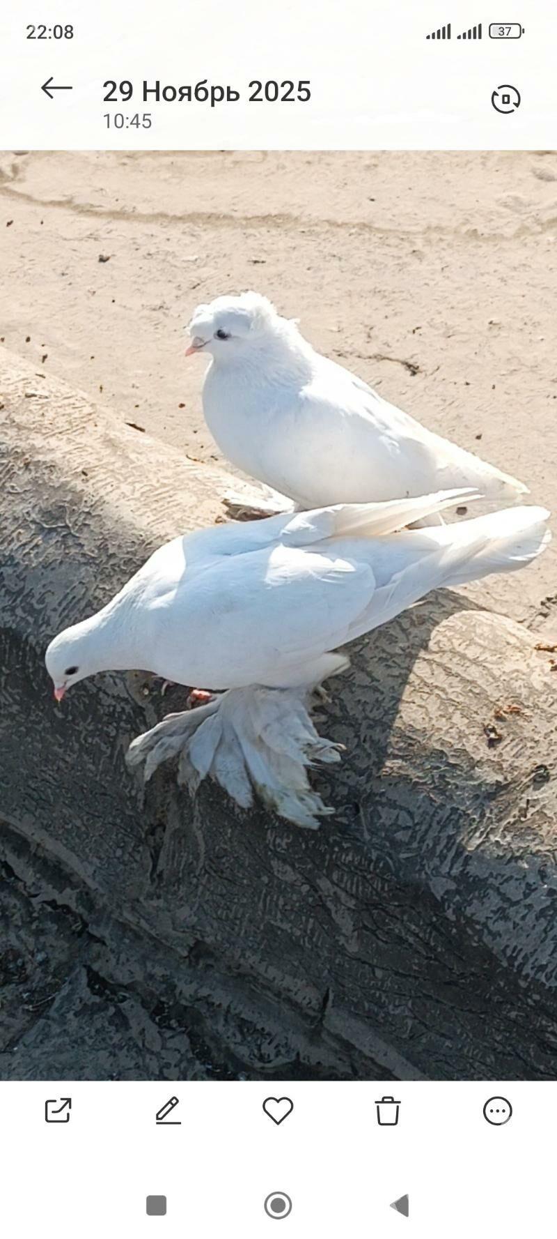 кепдери - Ашхабад - img 1