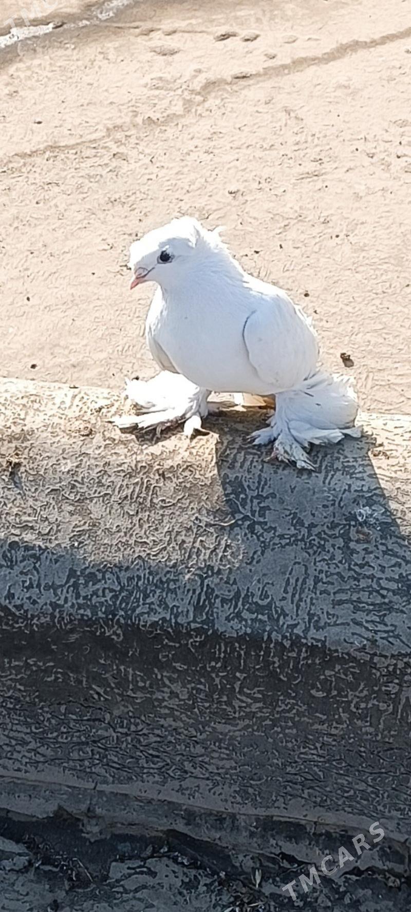 кепдери - Ашхабад - img 3