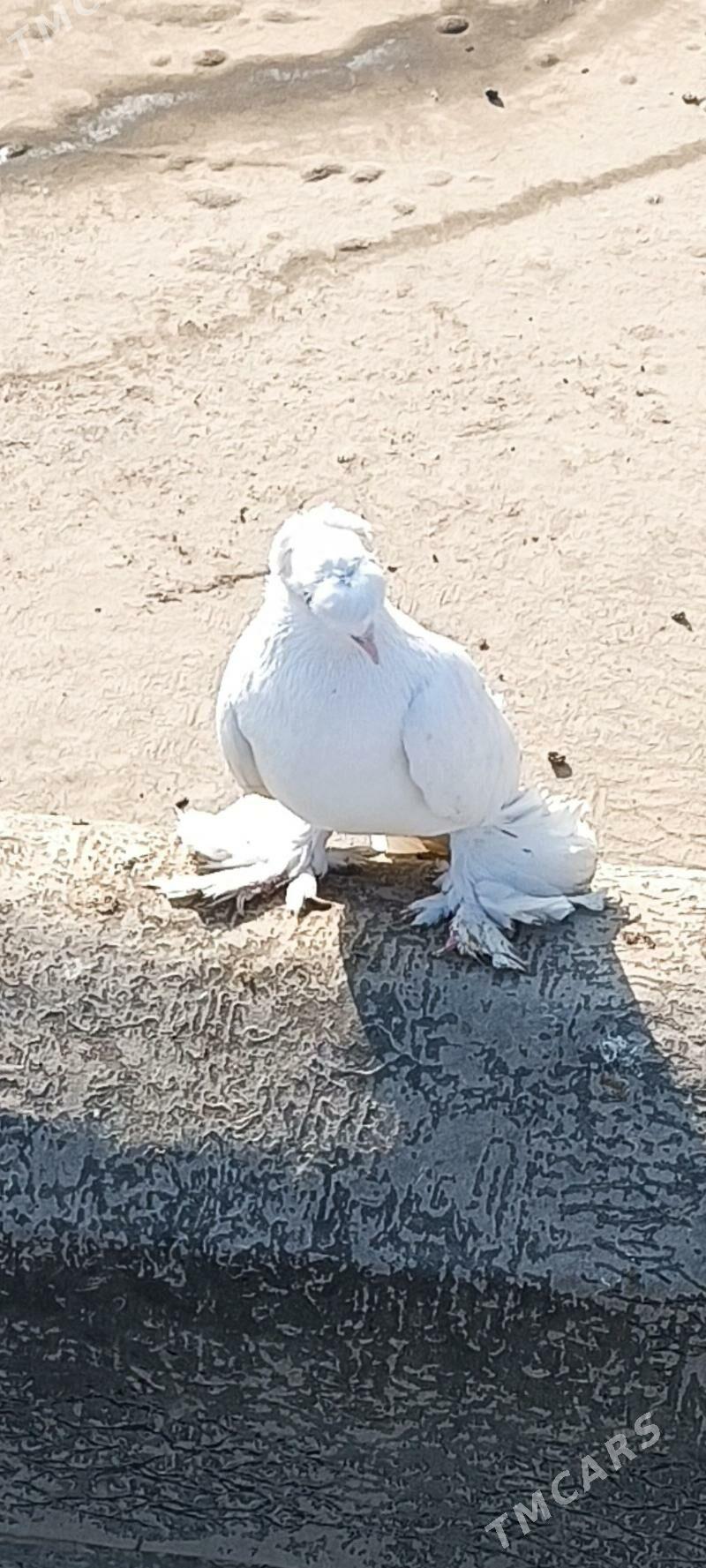 кепдери - Ашхабад - img 2