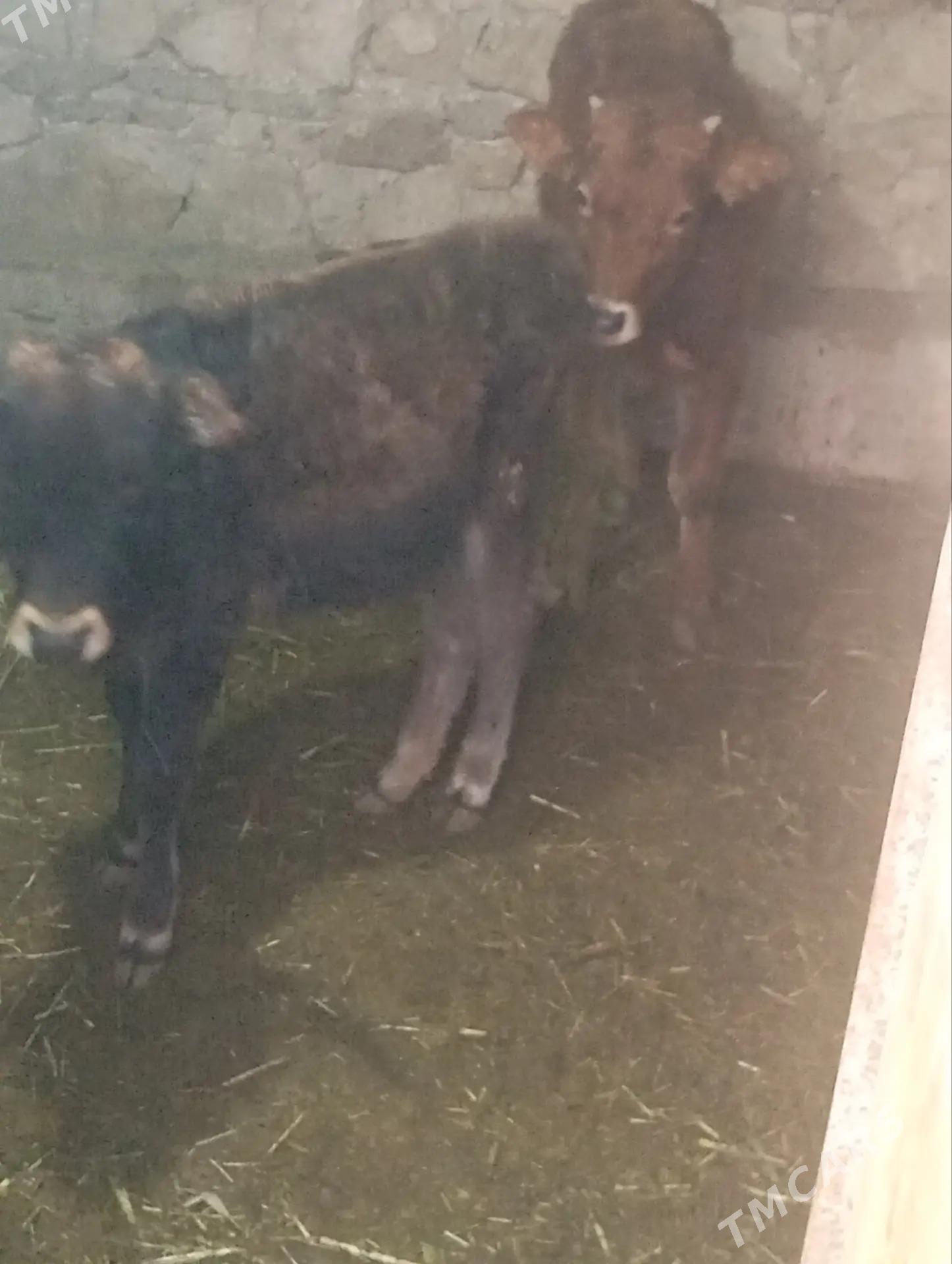 Goleli sygyrlar - Гызыларбат - img 3