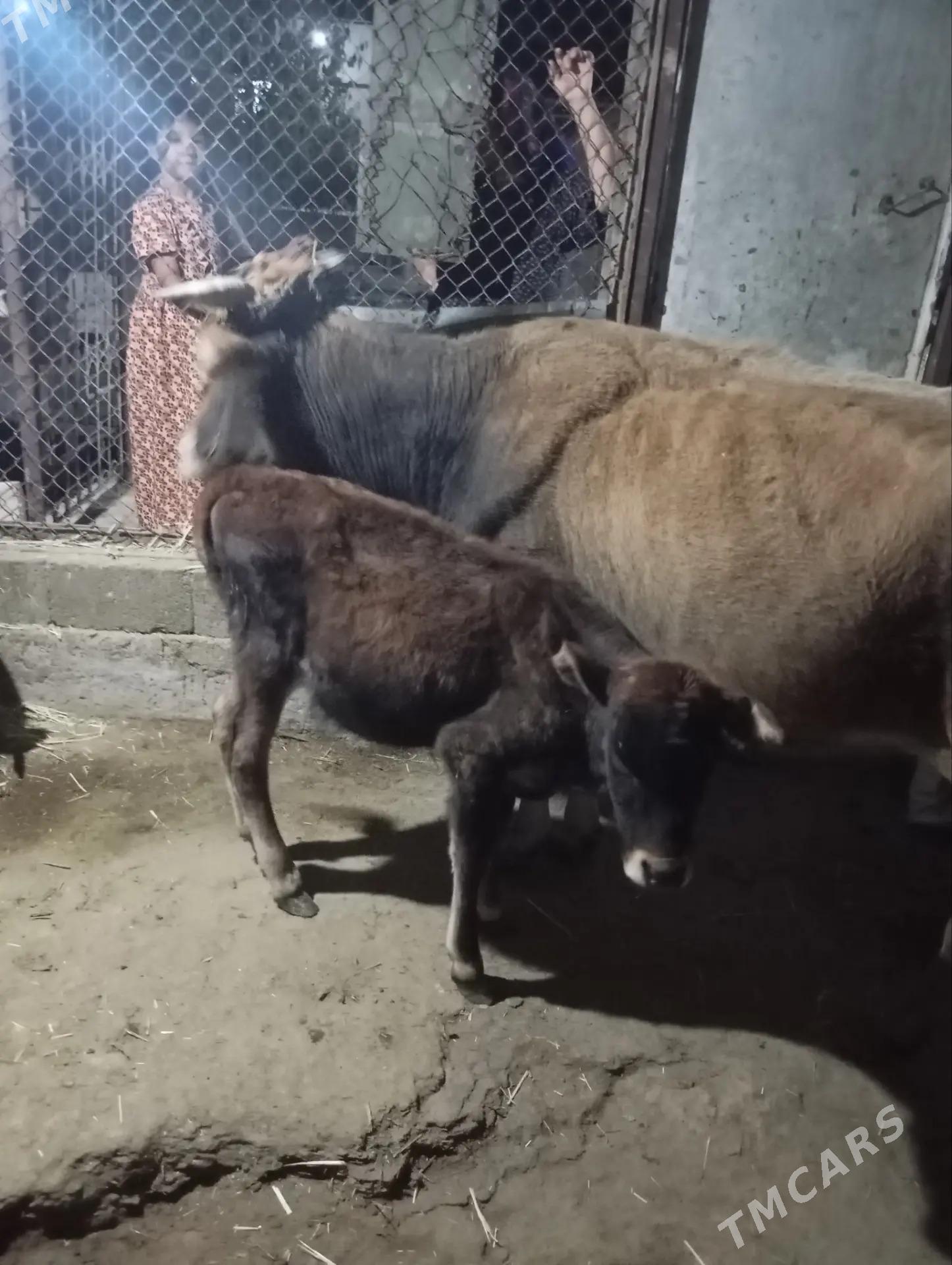 Goleli sygyrlar - Гызыларбат - img 1