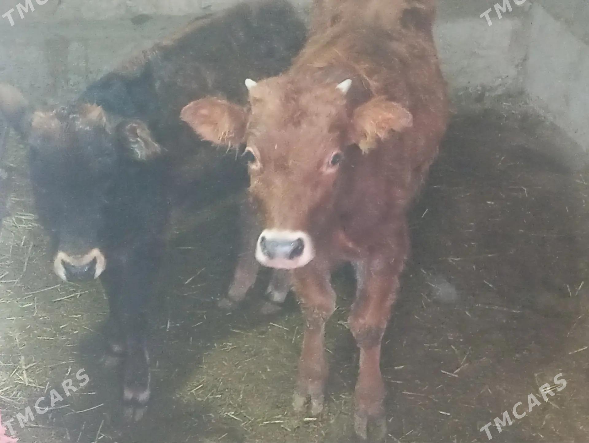 Goleli sygyrlar - Гызыларбат - img 4