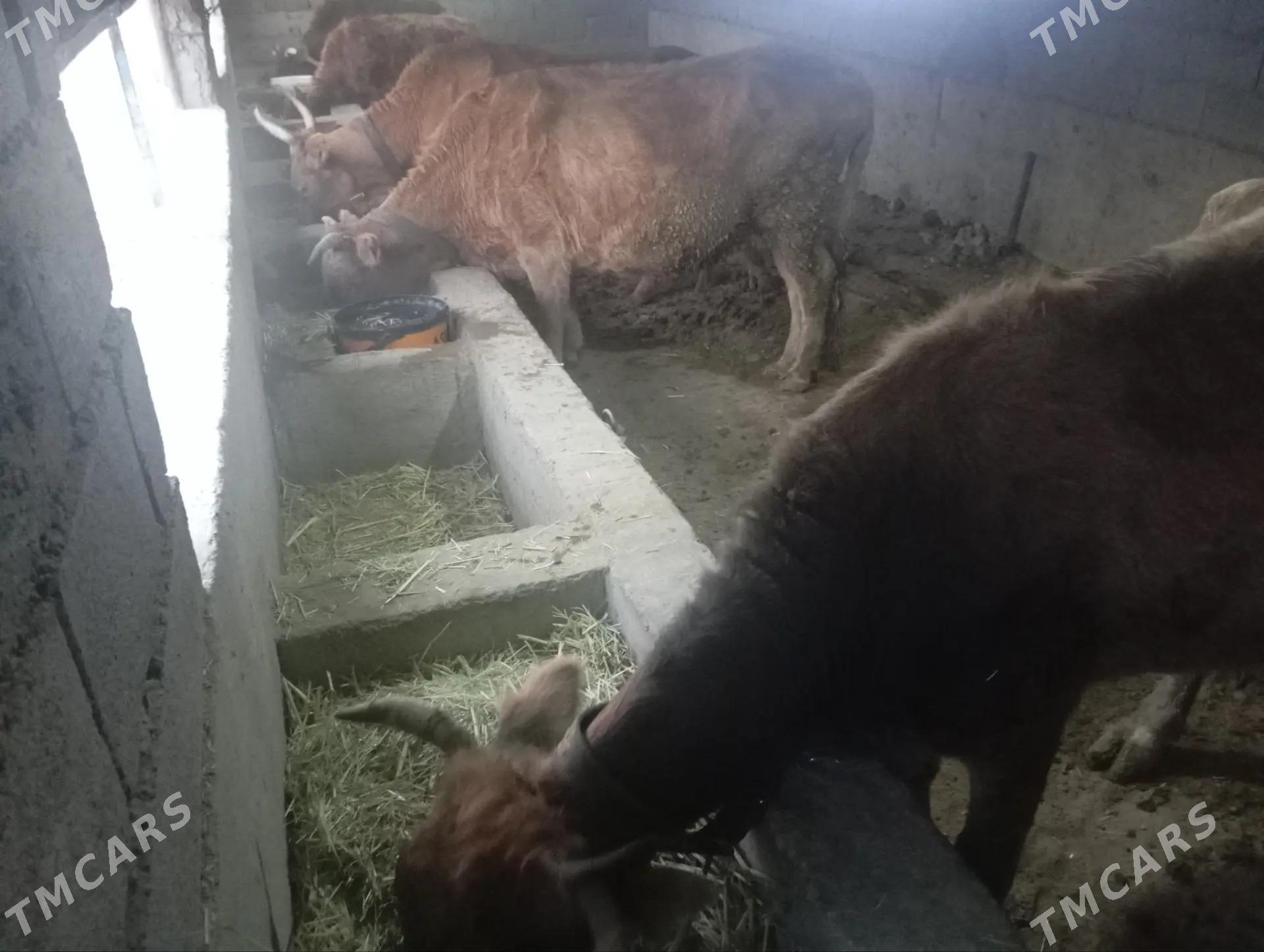 Goleli sygyrlar - Гызыларбат - img 6